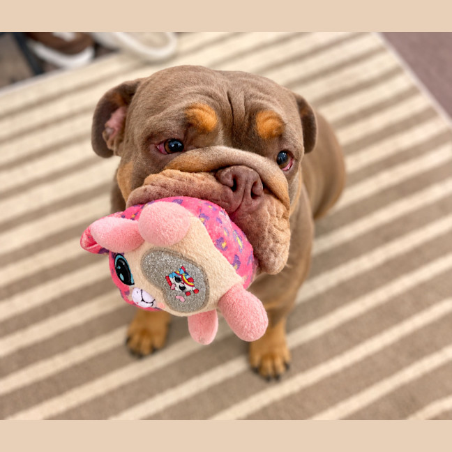 Photo of Peaches