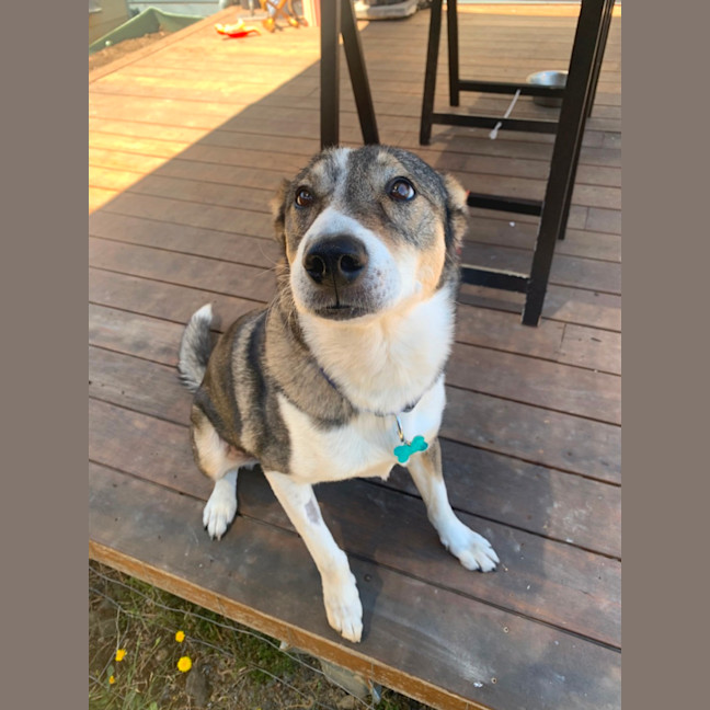 Photo of Snickers