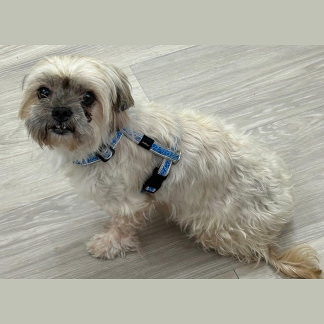 Photo of Gingy Newhaven