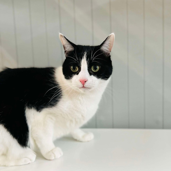 Photo of Luffy   Located In Preston