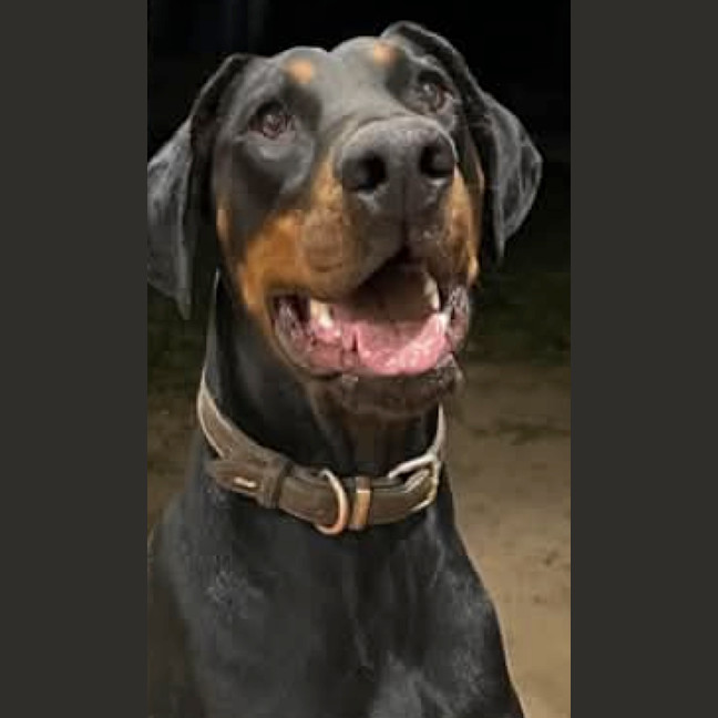 Photo of Mr M Von Dobermann