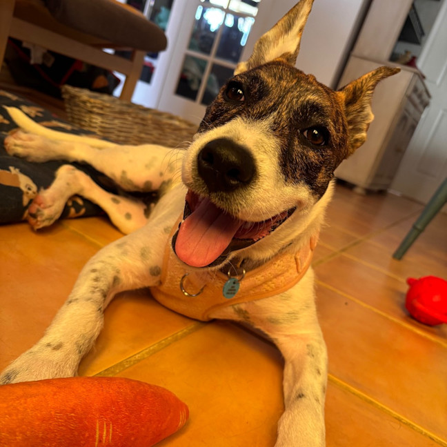 Photo of Missy