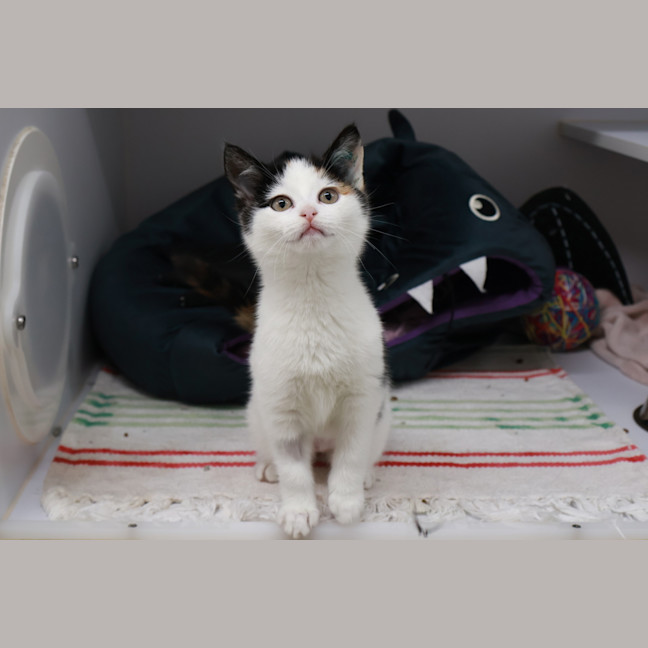 Photo of Gidget