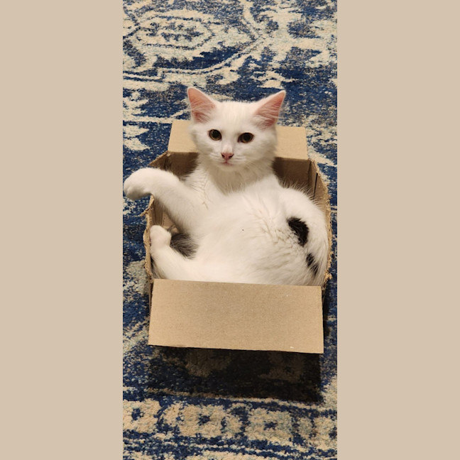 Photo of Miso