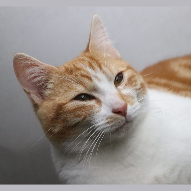 Photo of Tommee Available At Pet Quarters Glendale