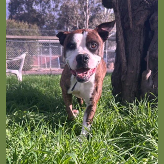 Photo of Tank