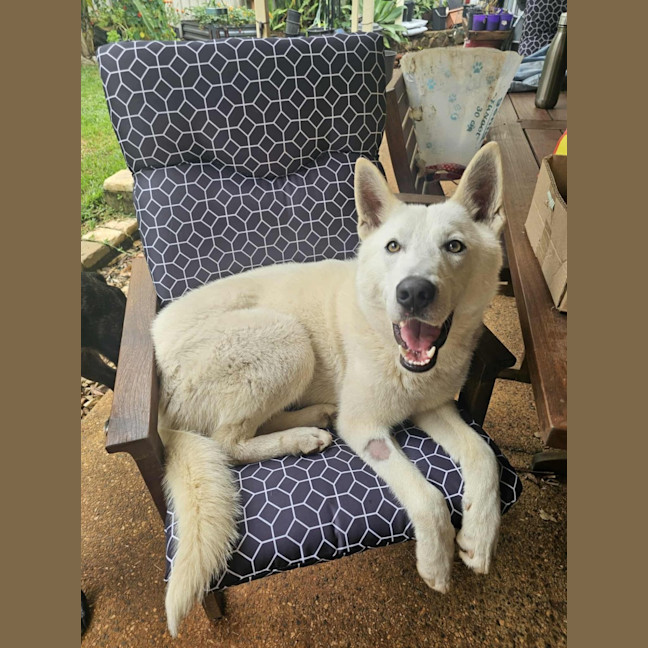 Photo of Juno
