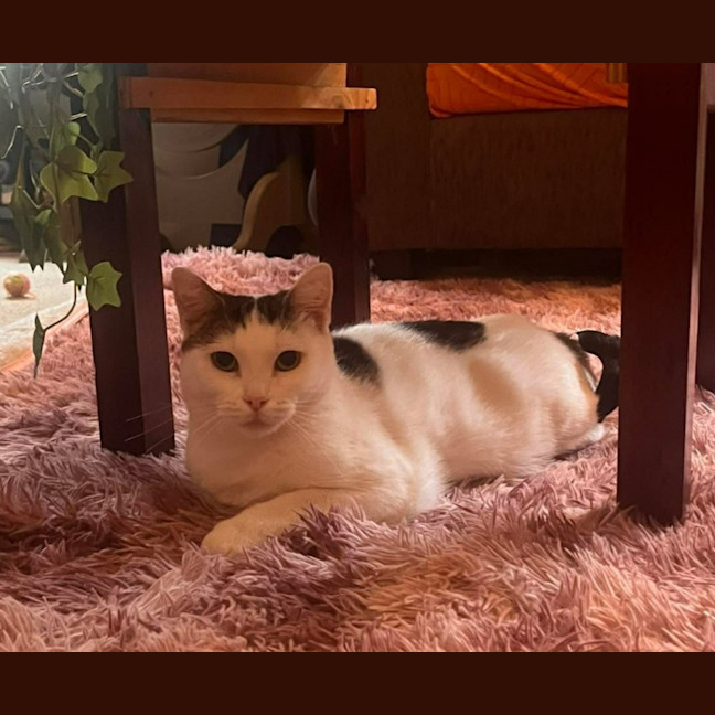 Photo of Suki 