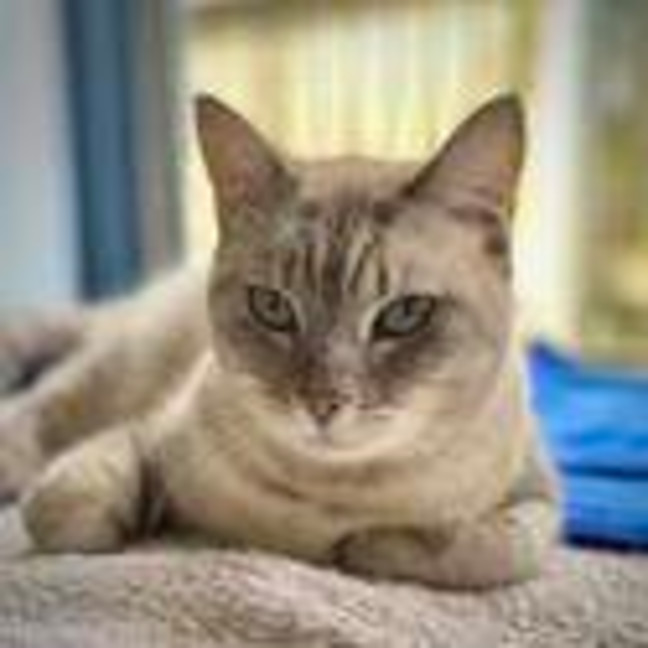 Photo of Lulu