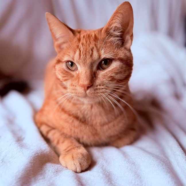 Photo of Boris   In Foster Care In Templestowe