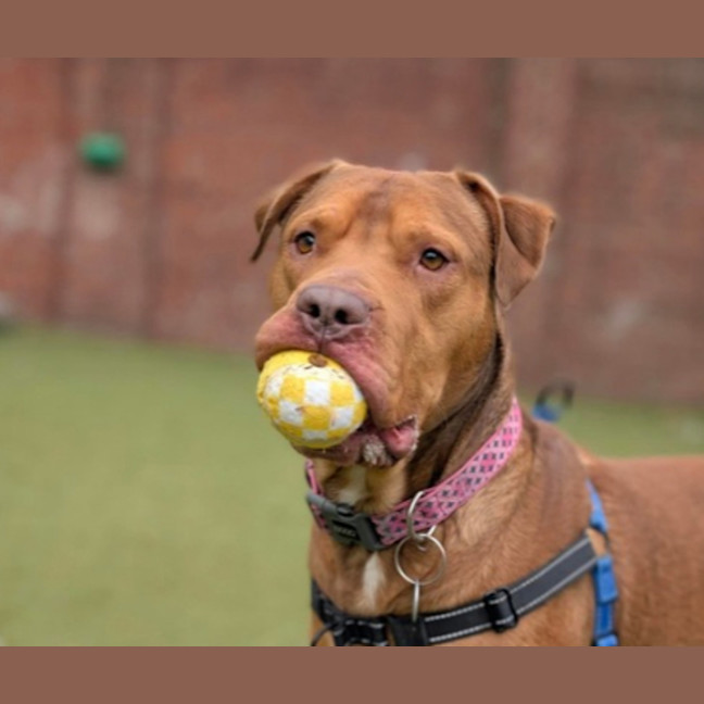 Photo of Spud