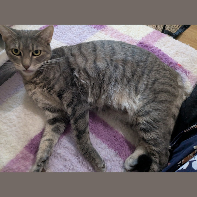 Photo of Cherry