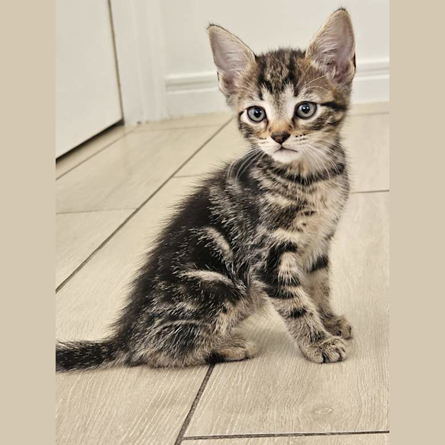 Photo of Poncho