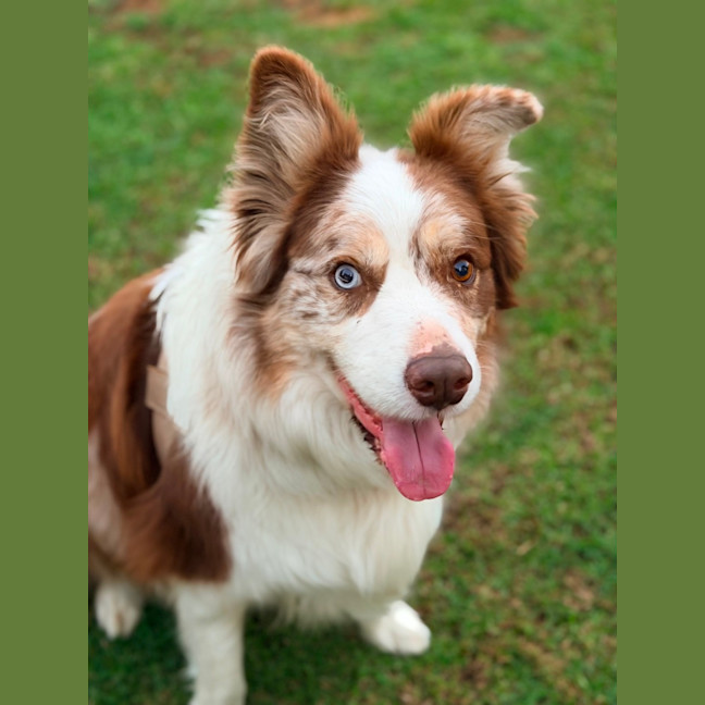 Photo of Chip