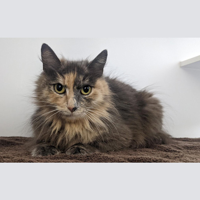 Photo of Cherry