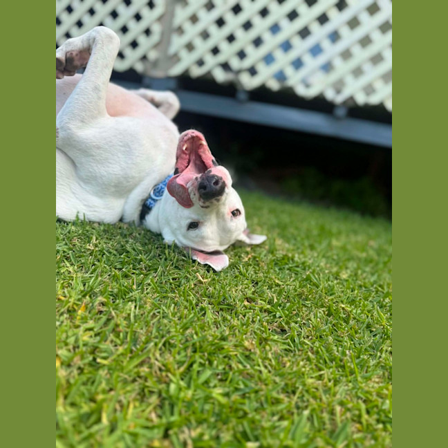 Photo of Baxter   5 Year Old Bullmastiff