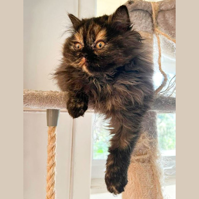 Photo of Pepper