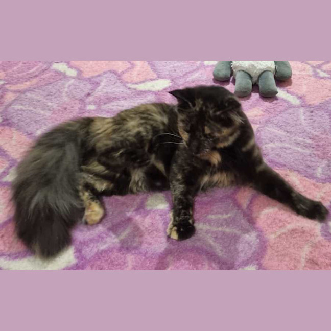 Photo of Dolly