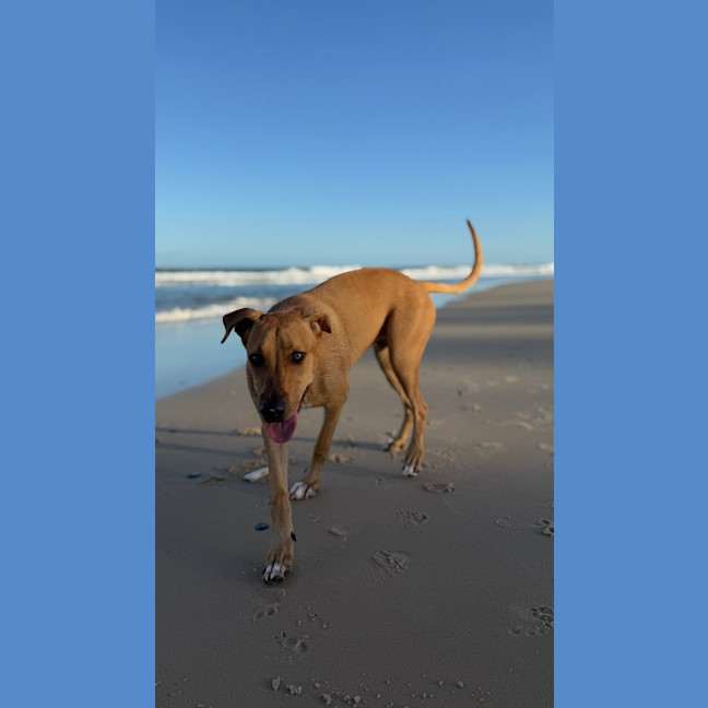 Photo of Brittany *$250 Adoption Fee*