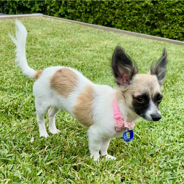 Photo of Meeka   13 Week Old Chihuahua X