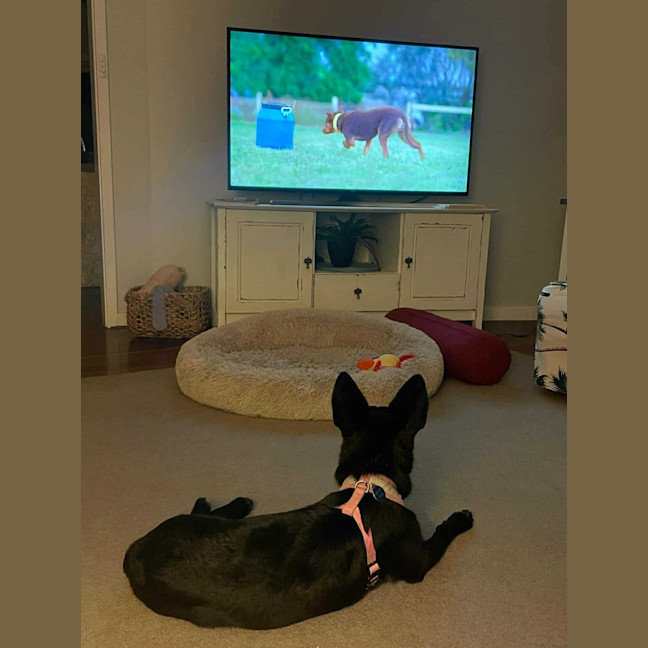 Photo of Nala
