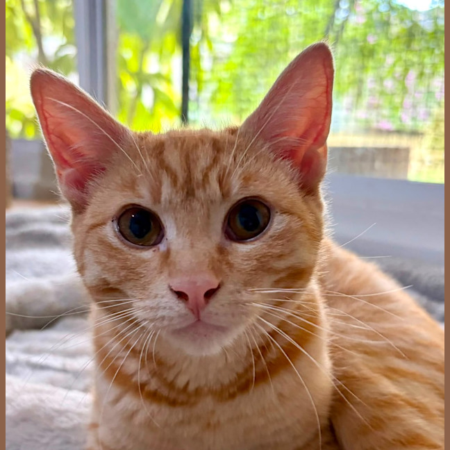 Photo of Kitsu