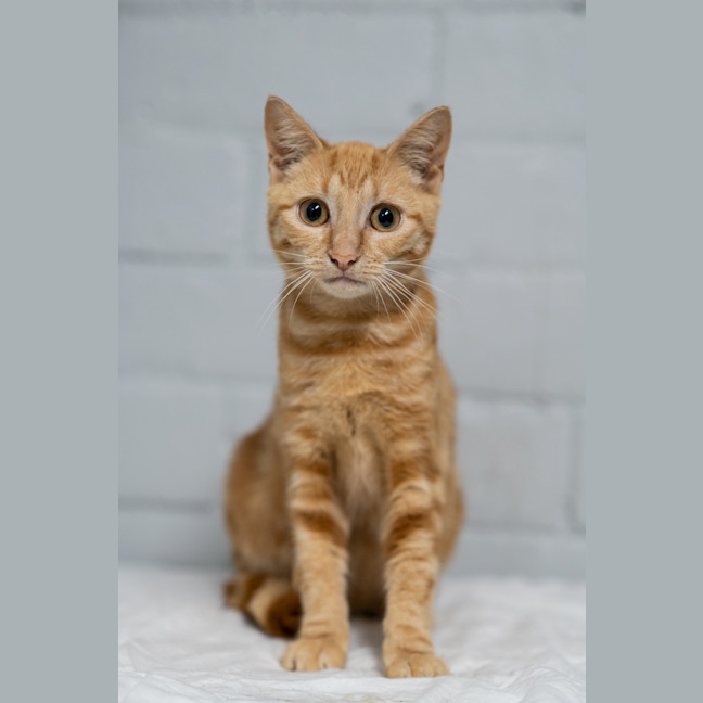 Photo of Peaches