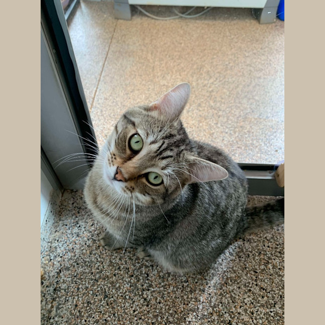 Photo of Freddy Meowcury