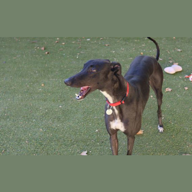 Photo of Penny