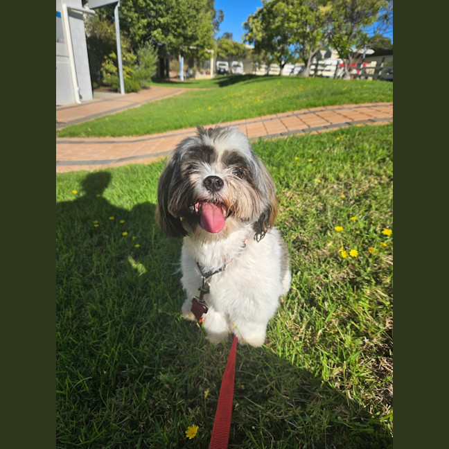 Photo of Alfie
