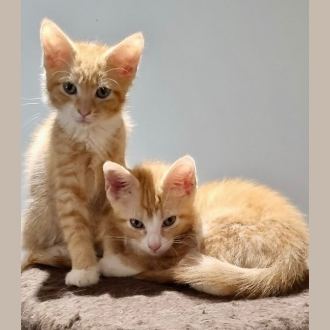 Photo of Copper And Flame