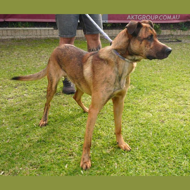 Photo of Loki