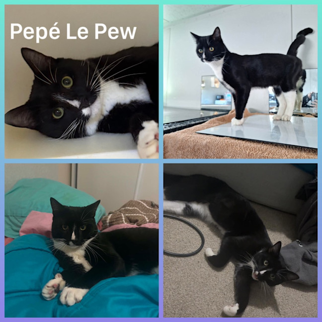Photo of Pepe Le Pew