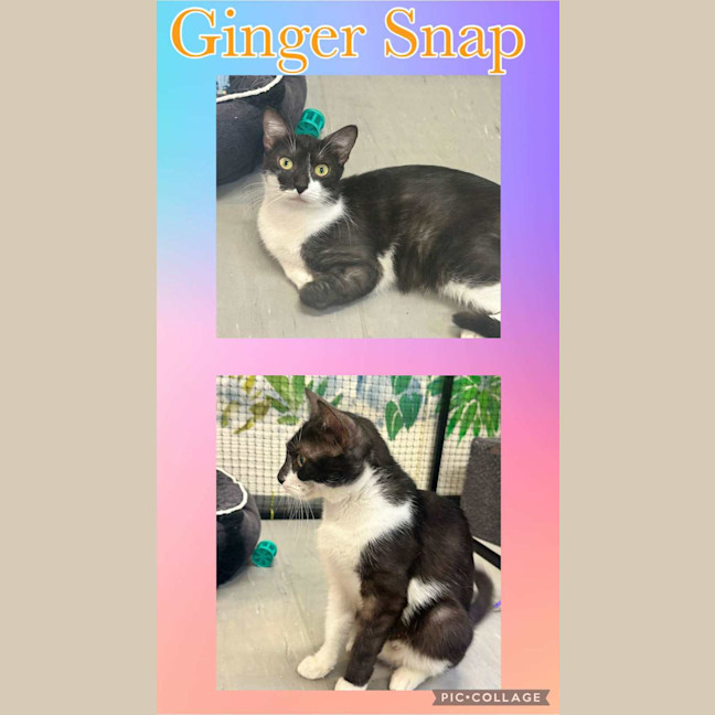 Photo of Ginger Snap