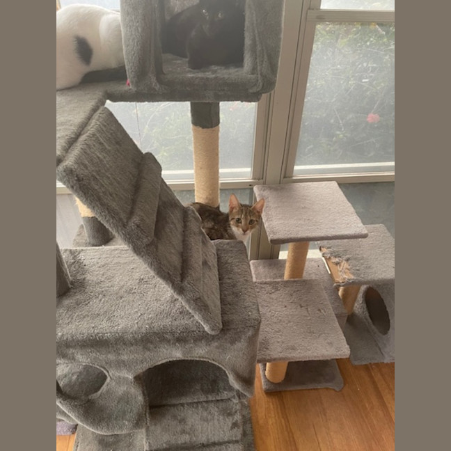 Photo of Skittles   5 Month Old Domestic Short Hair (Trial)