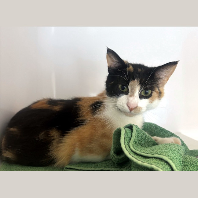 Photo of Callie Sta013382