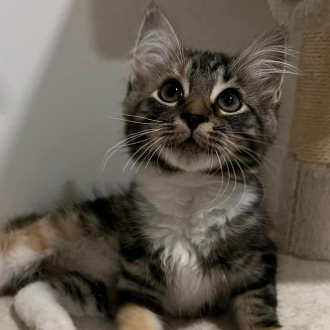 Photo of Buffy