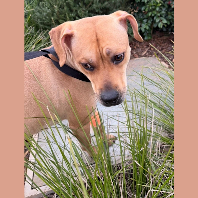 Photo of Rosie 