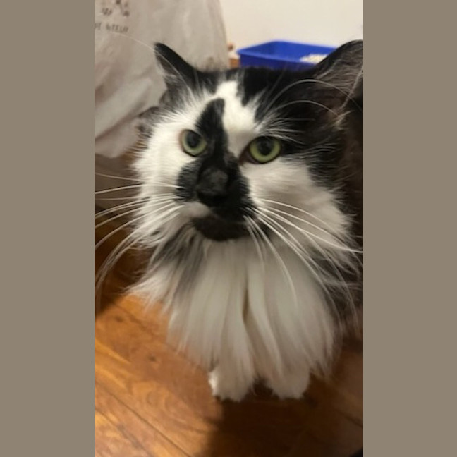 Photo of Misty