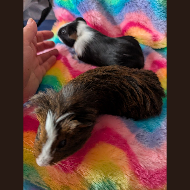 Photo of Soy / Satay