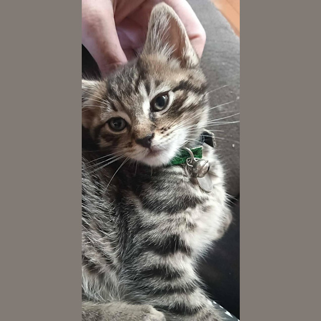 Photo of Chairman Meow