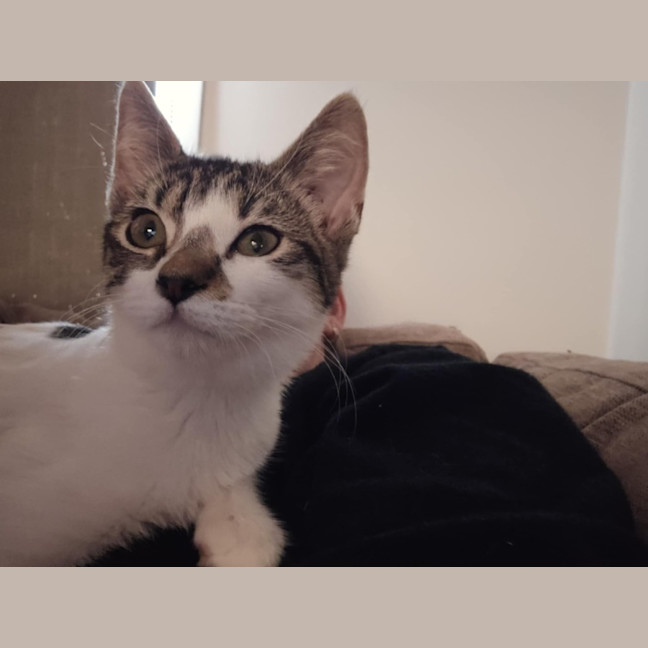 Photo of Willow *9 Lives Project Rescue*