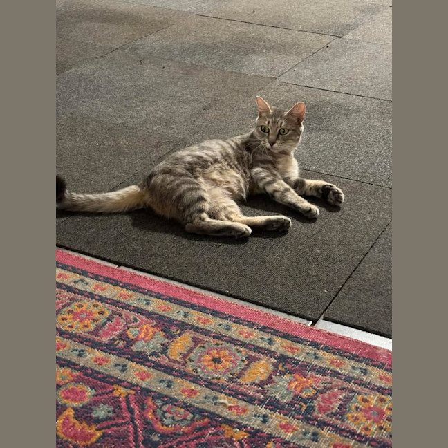 Photo of Nyitti
