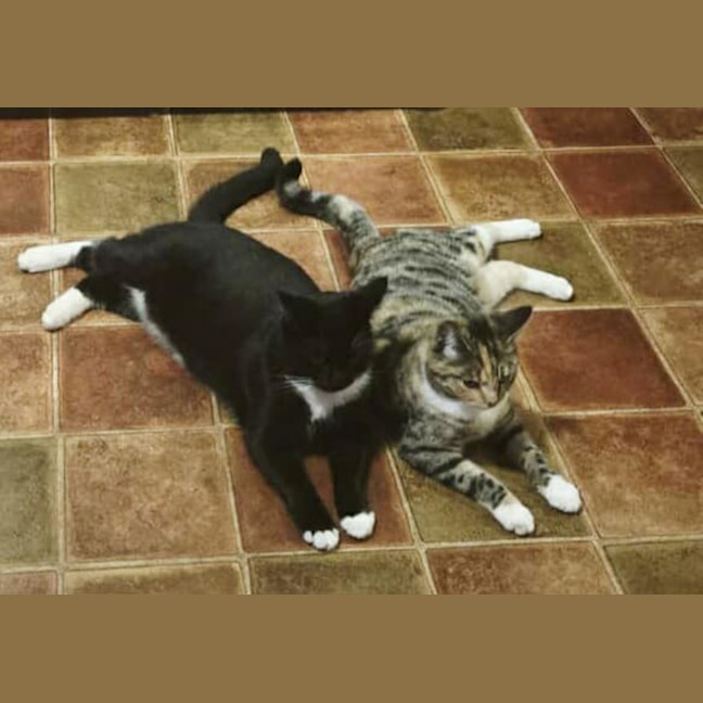 Photo of Lotus & Sage