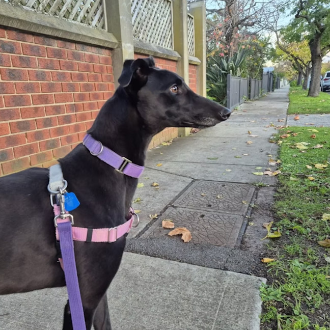 Photo of Sweetpea