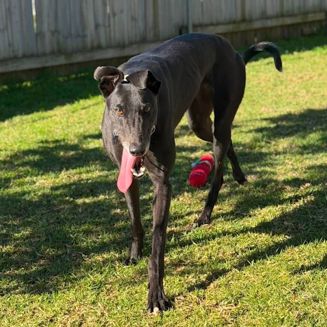 Photo of Sago The Greyhound
