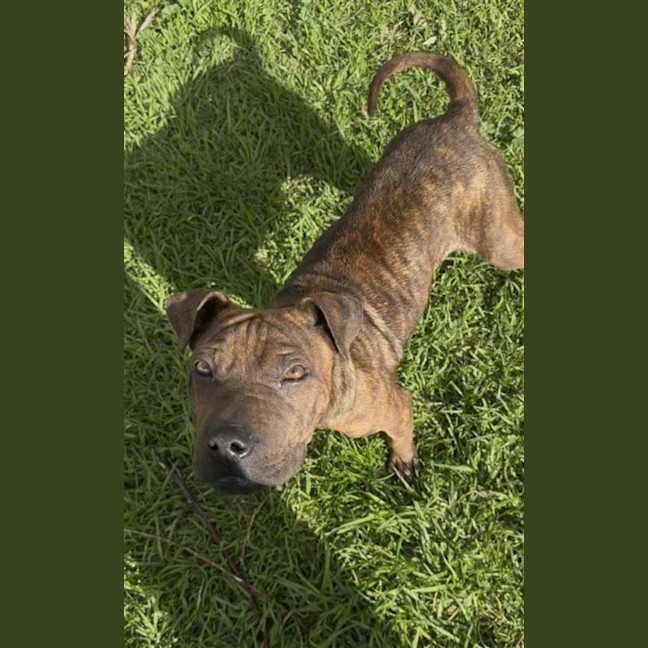 Photo of Nero