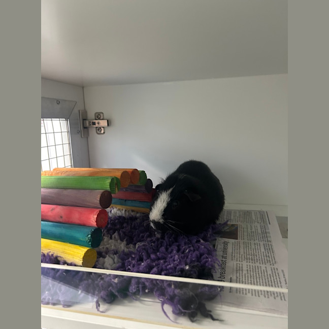 Photo of Oreo
