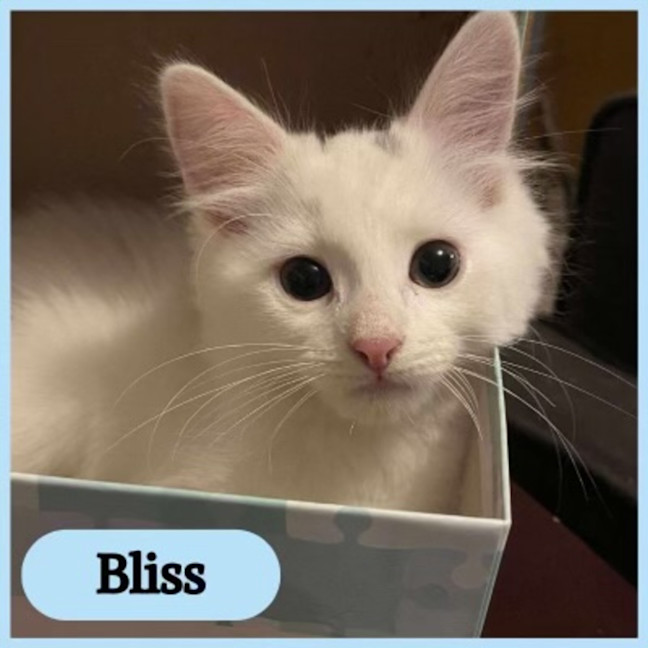 Photo of Bliss