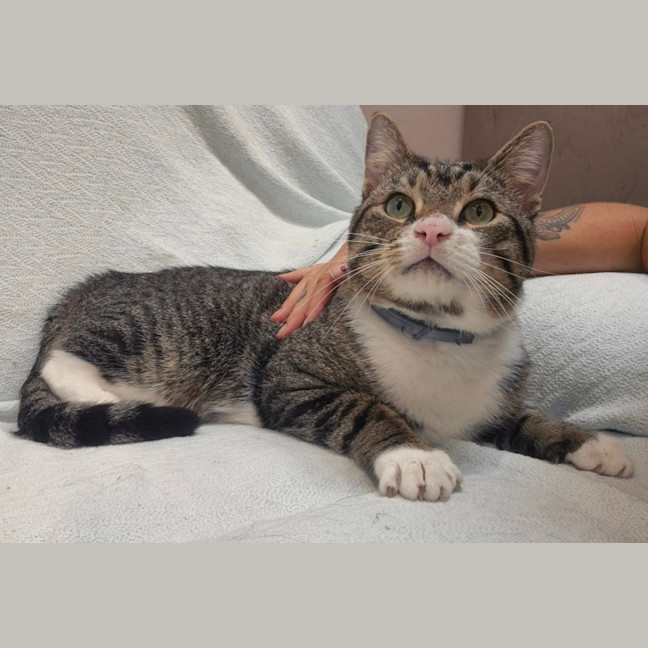 Photo of Wolf (8876)